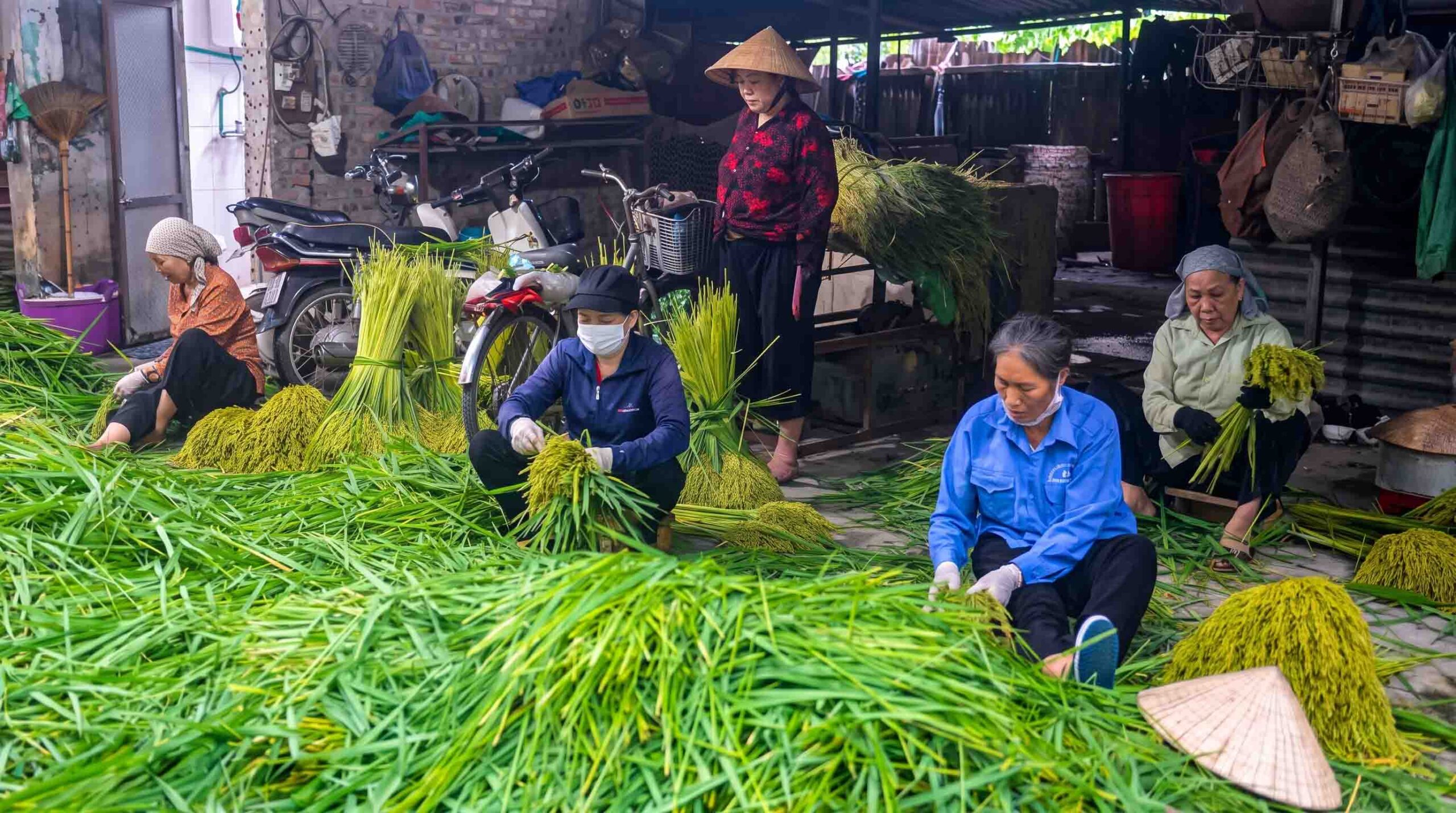 Cốm non tươi làng Vòng màu xanh tự nhiên, hạt dẻo thơm đặc sản Hà Nội