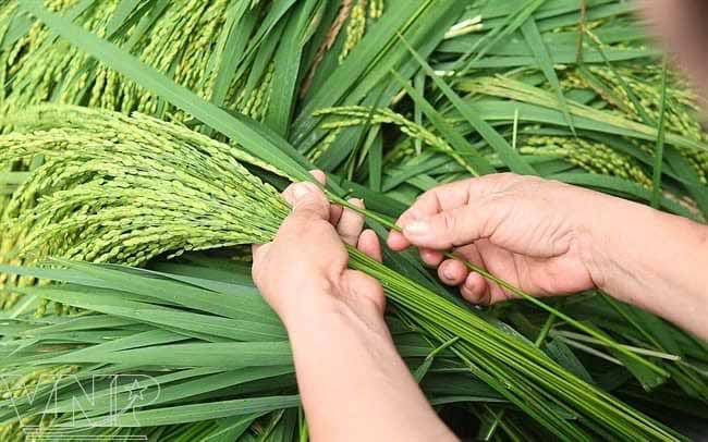 Cốm Làng Vòng xanh tự nhiên đặc sản truyền thống Hà Nội