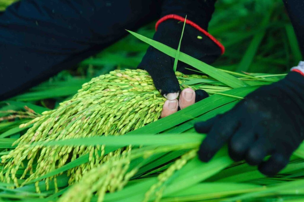 Cốm Làng Vòng xanh tự nhiên đặc sản truyền thống Hà Nội
