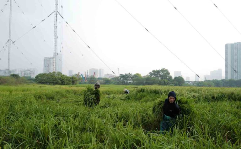 Cốm Làng Vòng xanh tự nhiên đặc sản truyền thống Hà Nội